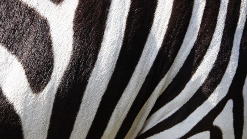 Lerncafés rund um die TU Dresden: Die Zebradiele