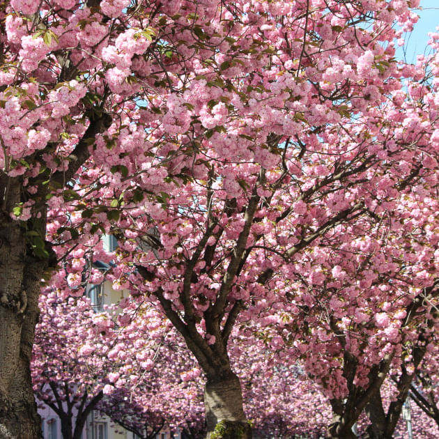 Kostenlose Freizeitaktivitäten in Bonn