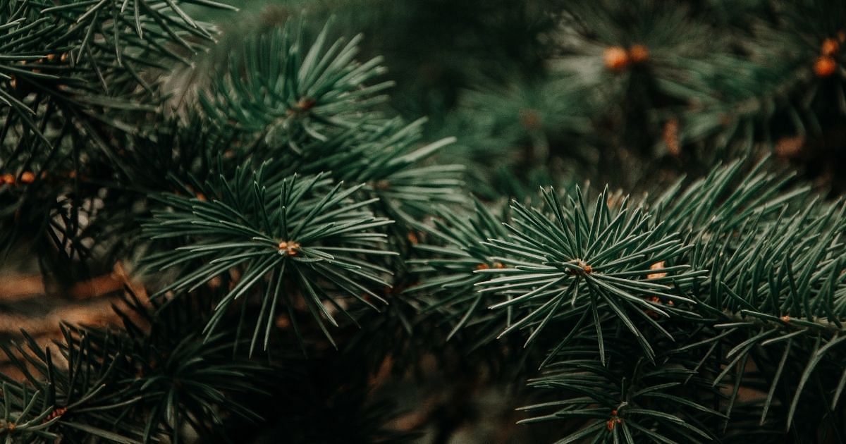 Tannenbaum-Upcycling