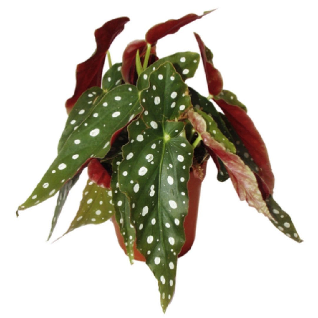 Begonia maculata für nur 14,39€! iamstudent Magazin