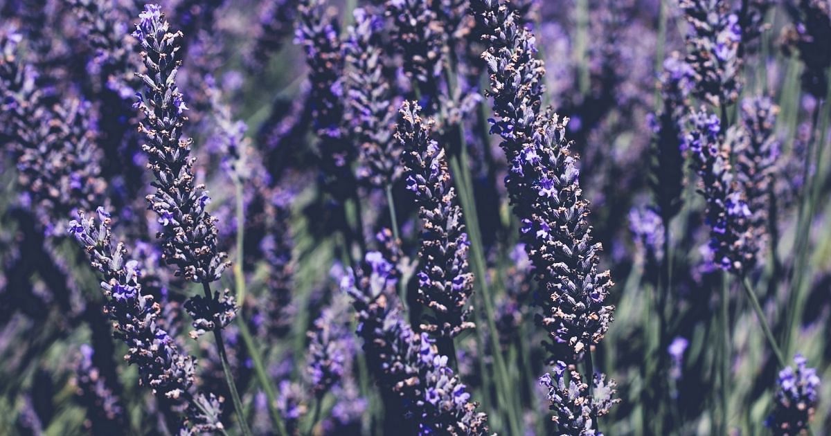 Pflanzliche Mittel gegen Stress & Angst: Lavendel