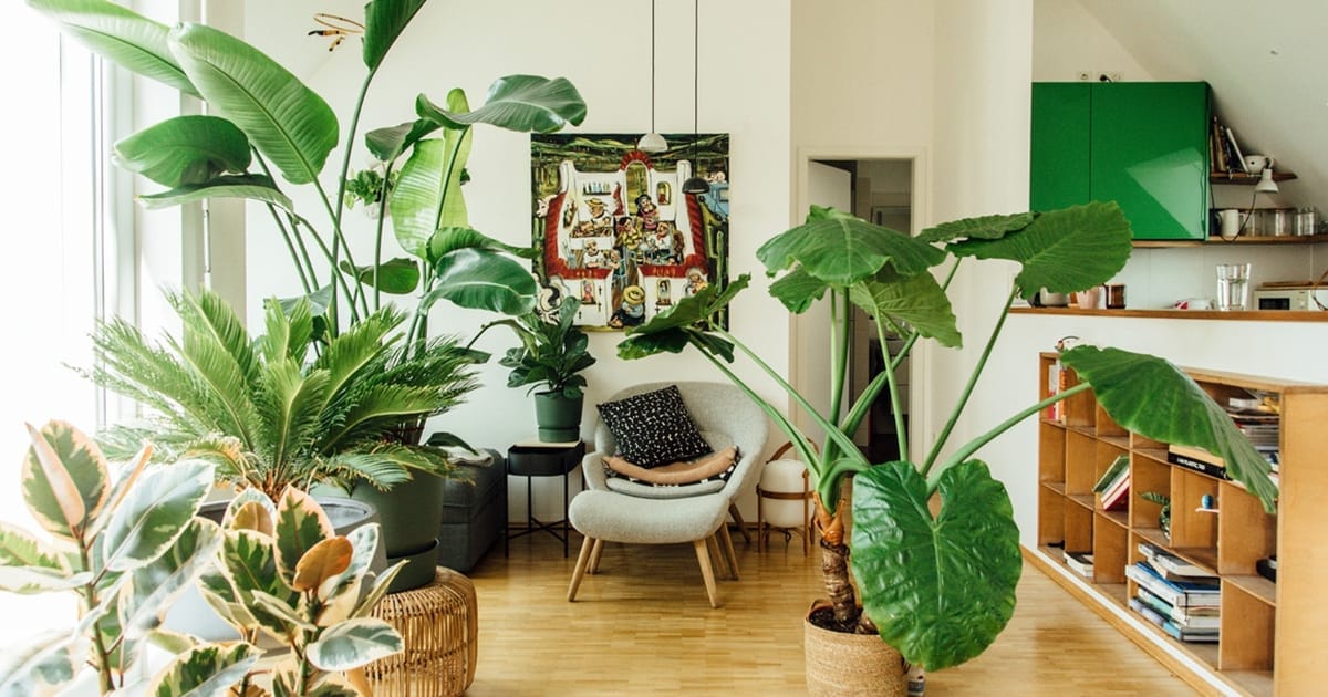 Der Plantura Rabattcode